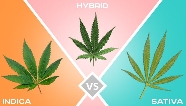 Indica Vs Sativa Vs. Hybrid